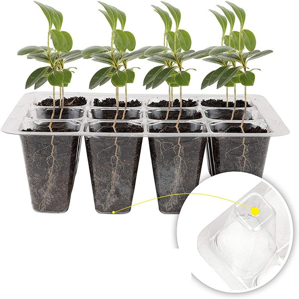 12 Holes Plant Flower Nursery Pots Tray Plastic Jardin Semillas Seed Growing Box Insert Seedling Case with Lid Garden Supplies