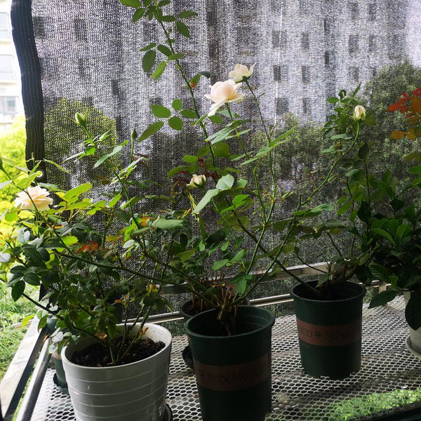 4Pin 50~65% HDPE Anti-UV Black Sun Shade Net Greenhouse Gazebos Screen Mesh Flower Pot Succulent Plants Cover Sunshade Net